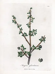Balsem van Mekka of Balsem van Galaad - Balsem van Mekka, Commiphora gileadensis. Handgekleurde kopergravure uit een botanische illustratie door James Sowerby uit William Woodville en Sir William Jackson Hooker