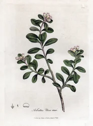 Berendruif, Arctostaphylos uva-ursi