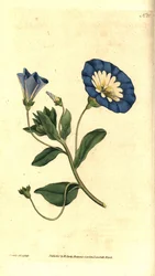 Mooie dag of driekleurige winde - Kleine winde, Convolvulus tricolor. Handgekleurde kopergravure en botanische illustratie door James Sowerby uit William Curtis