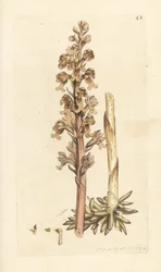 Vogelnestorchis, Neottia nidus-avis. Illustratie van James Sowerby uit James Smith