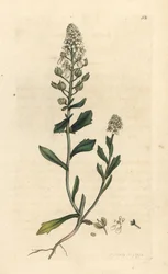 Bittere scheefbloem, Iberis amara. Handgekleurde kopergravure naar een illustratie door James Sowerby uit James Smith