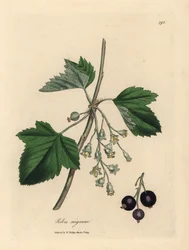Zwarte bes, Ribes nigrum