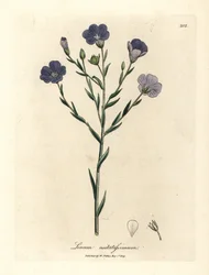 Blauw bloeiende vlas, Linum usitatissimum