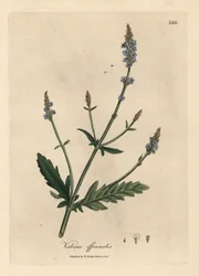 Blauwe bloeiende ijzerhard, Verbena officinalis