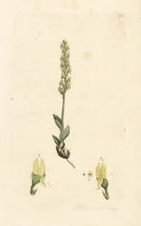 Moerasorchis, Hammarbya paludosa. Handgekleurde kopergravure naar een illustratie van James Sowerby uit James Smith
