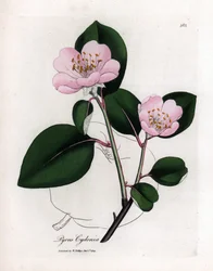 Botanische plaat: bloemen en kweepeer, vrucht van Cognassier (Cydonia oblonga) - Roze bloemige kweepeerboom met omtrek van vrucht, Pyrus cydonia. Handgekleurde kopergravure uit een botanische illustratie door James Sowerby uit William Woodville en Sir Wil