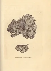 Broodkruimelspons, Halichondria panicea