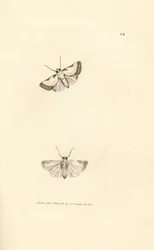 Brixton Beauty, Acontia nitidula (Phalaena catena). Handgekleurde kopergravure door James Sowerby uit The British Miscellany, of Coloured figures of new, rare, or little known animal subjects.