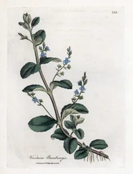 Beekpunge, Veronica beccabunga. Handgekleurde kopergravure uit een botanische illustratie door James Sowerby uit William Woodville en Sir William Jackson Hooker
