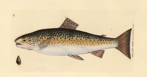 Beekforel, Salmo trutta fario. Illustratie van James Sowerby uit 