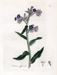 Officinale ossetong - Ossetong, Anchusa officinalis. Handgekleurde kopergravure uit een botanische illustratie door James Sowerby uit William Woodville en Sir William Jackson Hooker