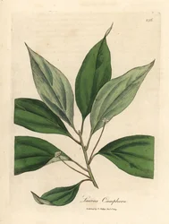 Kamferboom, Laurus camphora