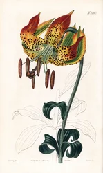 Carolina lelie, Lilium michauxii. Illustratie van James Sowerby uit Samuel Curtis