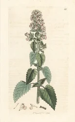 Kattekruid, Nepeta cataria (cataire) Handgekleurde kopergravure naar een illustratie van James Sowerby uit James Smith