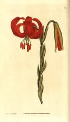 Chalcedonische lelie, Lilium chalcedonicum