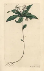 Vogelmuur wintergroen, Lysimachia europaea. Handgekleurde kopergravure naar een illustratie door James Sowerby uit James Smith