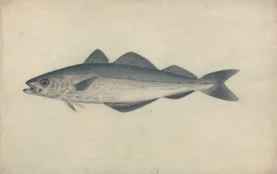 Koolvis