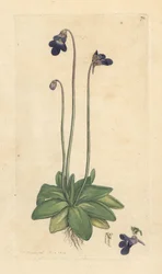 Gewone boterbloem, Pinguicula vulgaris (grasette)
