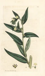 Gewone steenbreek, Lithospermum officinale. Handgekleurde kopergravure naar een illustratie van James Sowerby uit James Smith