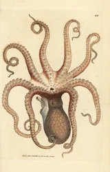 Gewone octopus, Octopus vulgaris (Achtarmige inktvis, Sepia octopus)