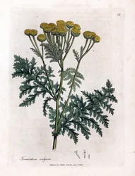 Boerenwormkruid, Tanacetum vulgare. Illustratie van James Sowerby uit William Woodville en Sir William Jackson Hooker