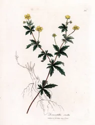 Gewone tormentil, Potentilla erecta. Illustratie van James Sowerby uit William Woodville en Sir William Jackson Hooker