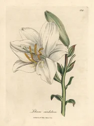 Gewone witte lelie, Lilium candidum