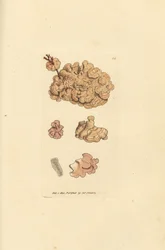 Koraalsoort, Corallina auriculariaeformis (Cactus koraal, Halimedia opuntia?)