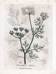 Koriander (Coriandrum sativum). Handgekleurde kopergravure uit een illustratie door James Sowerby. Fragment uit het boek van William Woodville en Sir William Jackson Hooker 