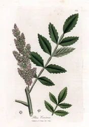 Sumak, Rhus coriaria. Illustratie van James Sowerby uit William Woodville en Sir William Jackson Hooker