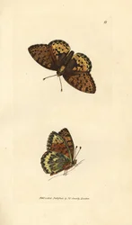 Donkergroene parelmoervlinder, Argynnis aglaia