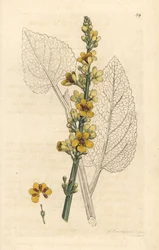 Donkere toorts, Verbasum nigrum (zwarte molene)