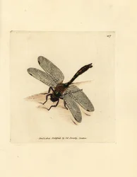 Donkere smaragdlibel, Cordulia aenea (Metalen libel, Libellula aenea)
