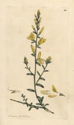 Verfbrem of verfbrem, Genista tinctoria (handgekleurde kopergravure naar een illustratie door James Sowerby uit 