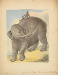 Olifant met ruiter