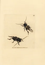Veldkrekel, Gryllus campestris (Accheta campestris). Handgekleurde kopergravure door James Sowerby uit The British Miscellany, of Coloured figures of new, rare, or little known animal subjects.