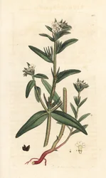 Veldslangenkruid, Buglossoides arvensis (Lithospermum arvense)