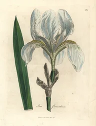Florentijnse iris