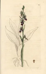 Vliegenorchis, Ophrys insectifera (Vliegenorchis, Ophrys muscifera). Handgekleurde kopergravure naar een illustratie door James Sowerby uit James Smith