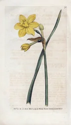 Geurige narcis - Lithografie door James Sowerby (1757-1822), uit het Botanical Magazine van William Curtis (1746-1799)