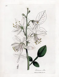 Fraxinelle - Witte fraxinella of basterd diptam, Dictamnus albus. Handgekleurde kopergravure uit een botanische illustratie door James Sowerby uit William Woodville en Sir William Jackson Hooker