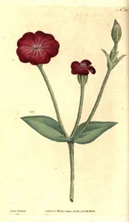 Tuinpapaver - Roze koekoeksbloem, Silene coronaria (Agrostemma coronaria). Handgekleurde kopergravure en botanische illustratie door James Sowerby uit William Curtis