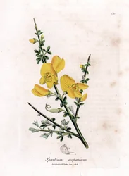Brem - Gewone brem, Cytisus scoparius (handgekleurde kopergravure van een botanische illustratie door James Sowerby uit 