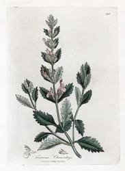 Eikvaren - Eikvaren, Teucrium chamaedrys. Handgekleurde kopergravure uit een botanische illustratie door James Sowerby uit William Woodville en Sir William Jackson Hooker