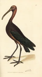 Glansibis, Plegadis falcinellus. Illustratie van James Sowerby uit 