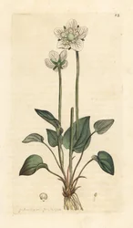 Parnassia, Parnassia palustris. Illustratie van James Sowerby uit James Smith