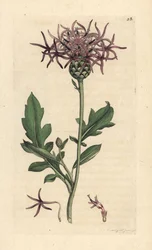 Grote centaurie, Centaurea scabiosa. Handgekleurde kopergravure naar een illustratie door James Sowerby uit James Smith