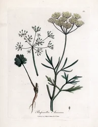 Groene anijs (Pimpinella anisum)