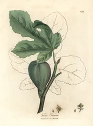 Groene vijg, vrucht, bladeren, bladomtrek, Ficus carica