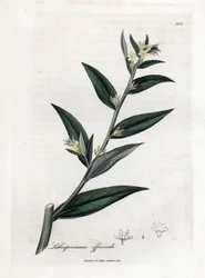 Gremil officinal of parelgras - Gromwell, Lithospermum officinale. Handgekleurde kopergravure uit een botanische illustratie door James Sowerby uit William Woodville en Sir William Jackson Hooker